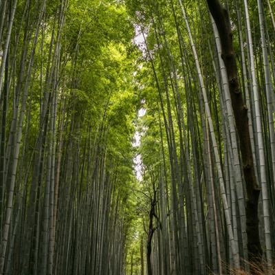 地牢迷宫io下载手机版